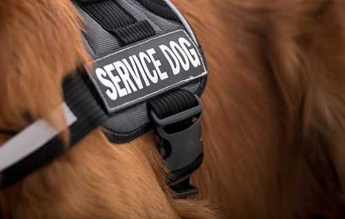 Harness requirements for a service dog