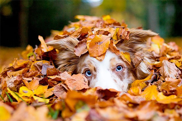 Try These 5 Fun Activities With Your Dog This Fall