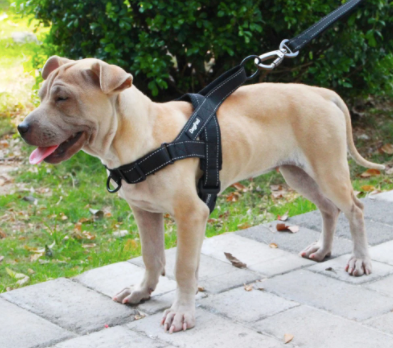 Types of Dog Harnesses 