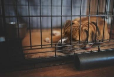 Crate Training Checklist: How To Crate Train Your Dog.