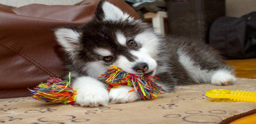 How Do Dogs Benefit from Toys?