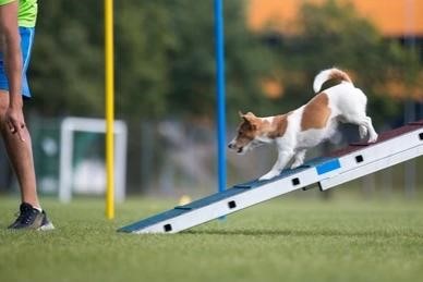 Dog Agility and Training Accessories