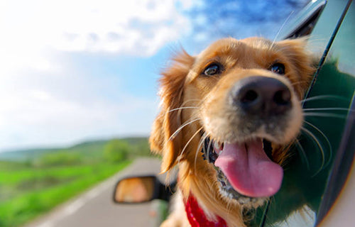 Dog Travel Safety Tips