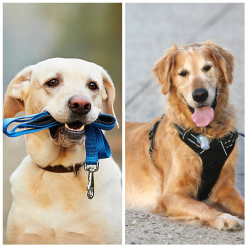 Harness vs Leashes- Which one would you choose?