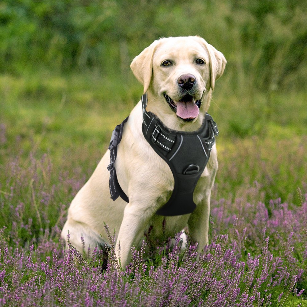 5 Reasons To Use A Harness Instead Of A Collar On Your Dog