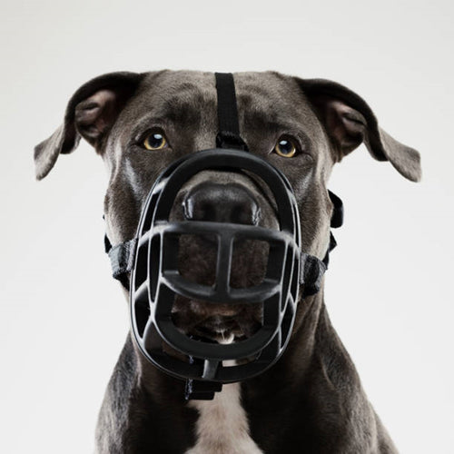 How to put muzzle on your dog