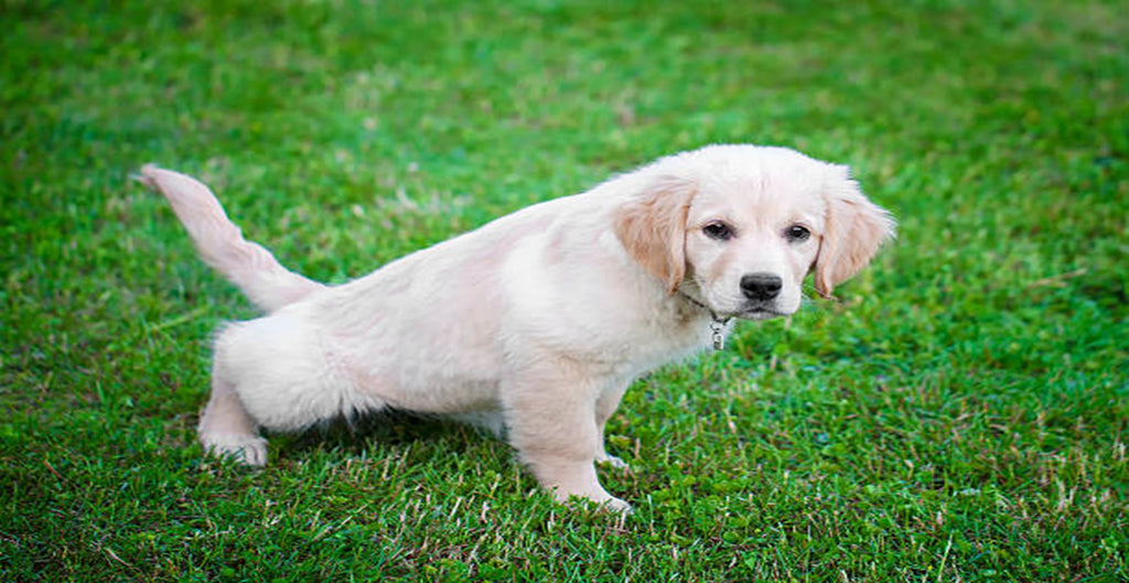 Potty Training your Pup