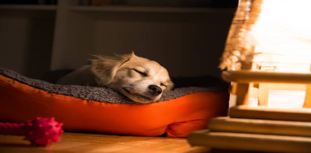 How to Choose the Right Bed for your Dog