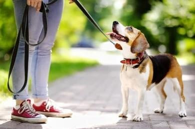 How to properly walk your dog with a leash