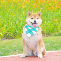 Bandana - Teal Plaid