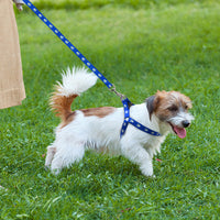 Paw Print Small Dog Harness